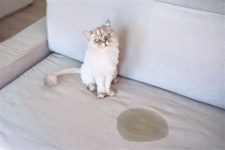 Ảnh thủ cưng tè bậy lên sofa